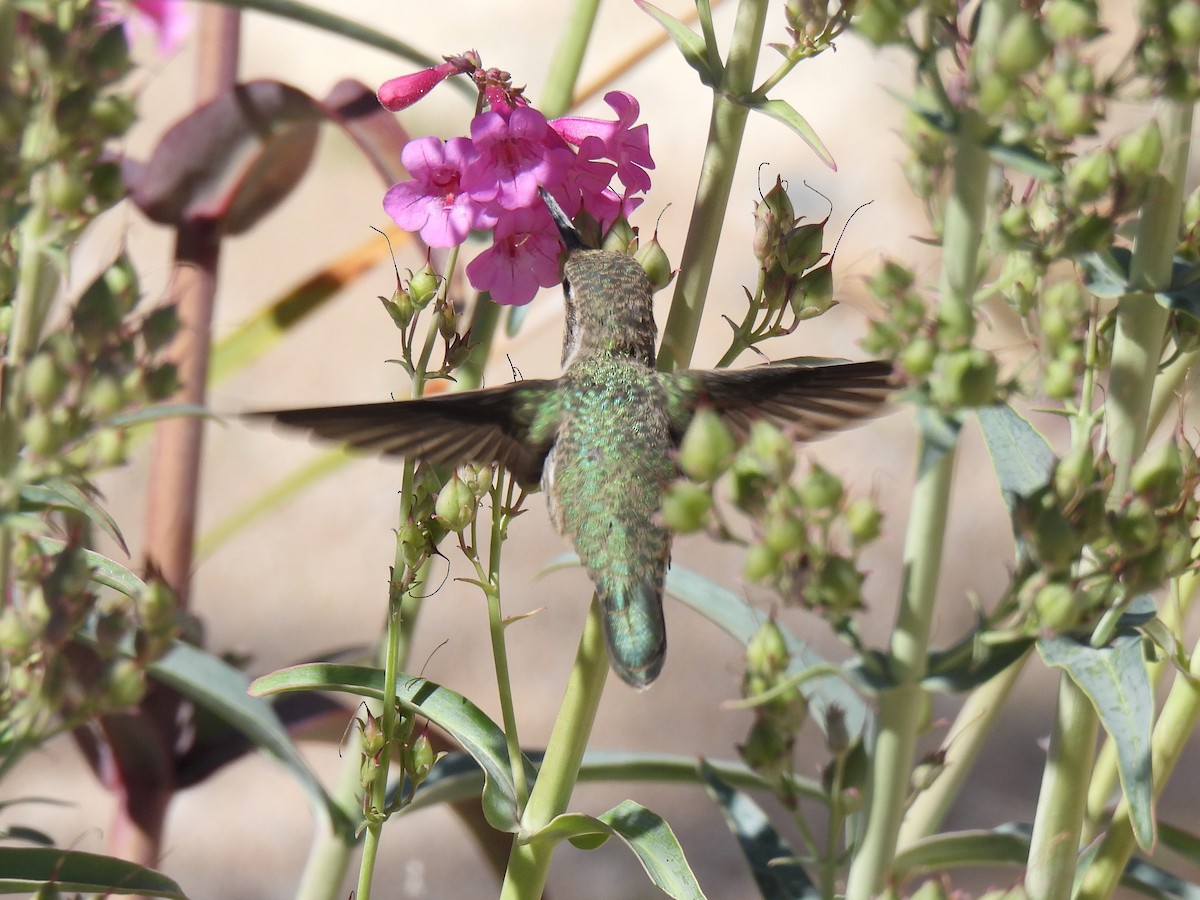 hummingbird sp. - Ed Daniels