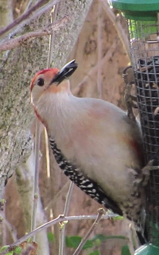 Red-bellied Woodpecker - ML617480143