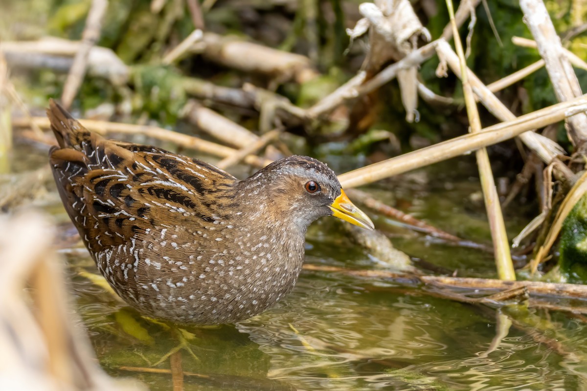 Spotted Crake - ML617480181