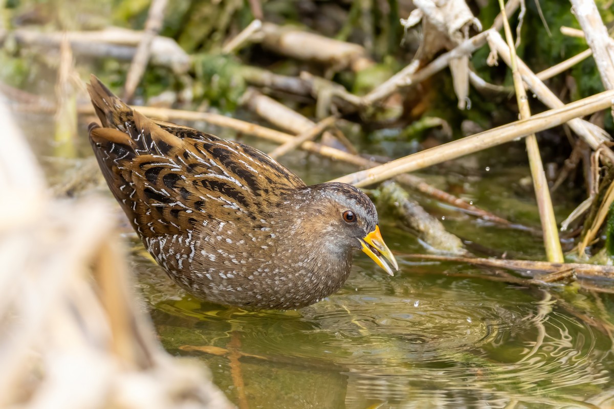 Spotted Crake - ML617480183