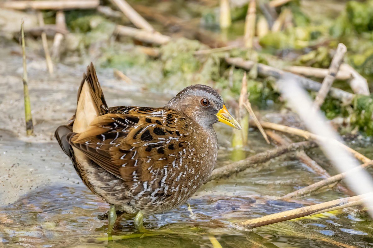 Spotted Crake - ML617480185