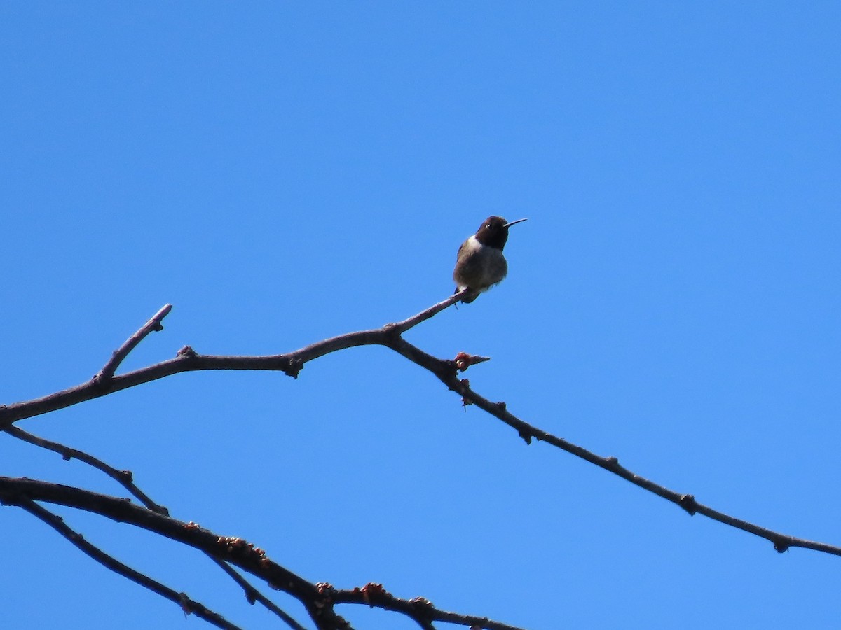 Black-chinned Hummingbird - ML617480235