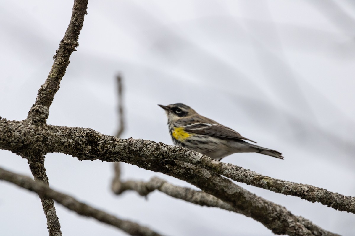 Yellow-rumped Warbler - Michelle Trant