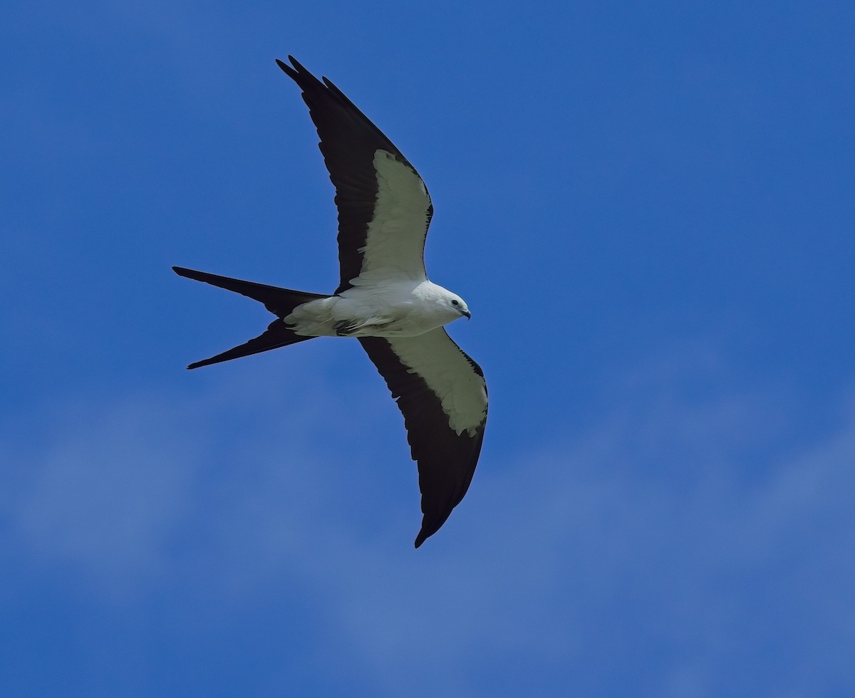 Swallow-tailed Kite - ML617480273