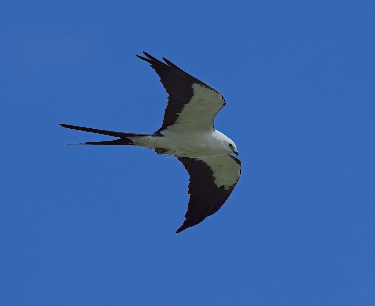 Swallow-tailed Kite - ML617480274