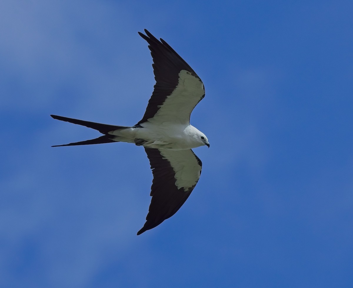 Swallow-tailed Kite - David Hall