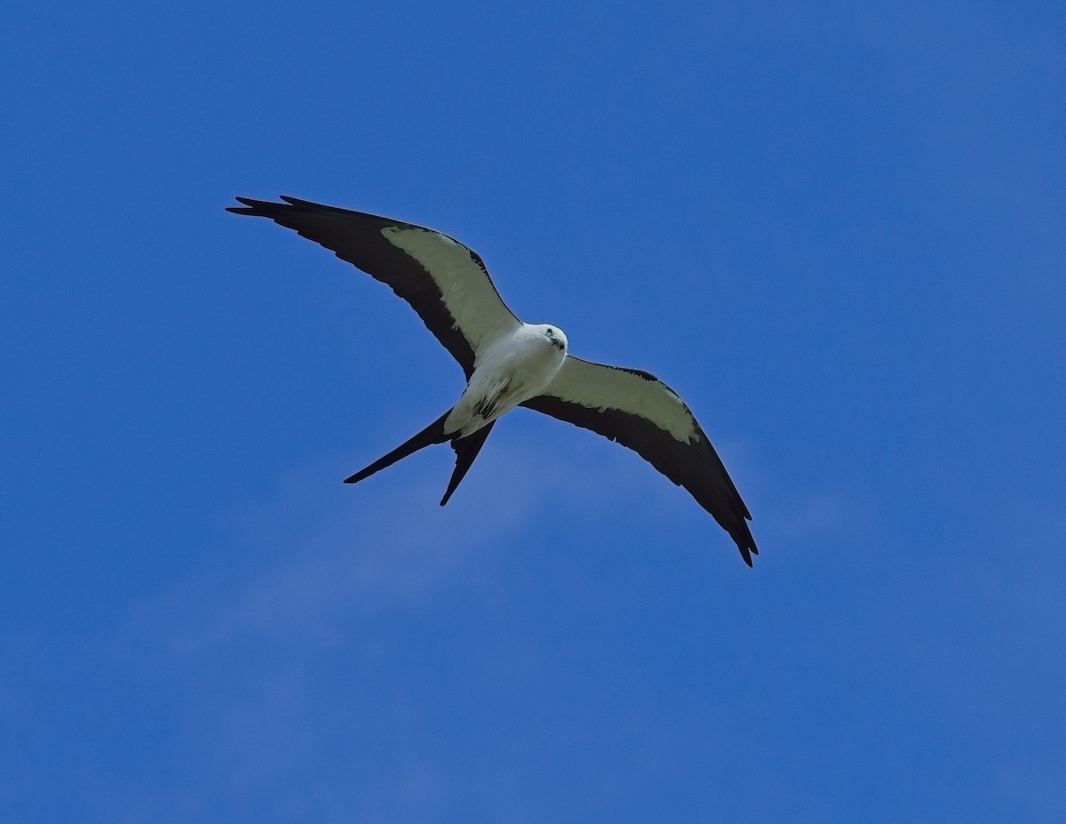 Swallow-tailed Kite - ML617480276