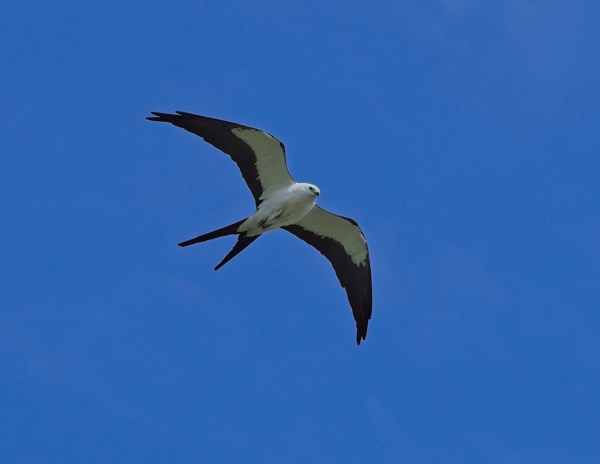 Swallow-tailed Kite - ML617480277