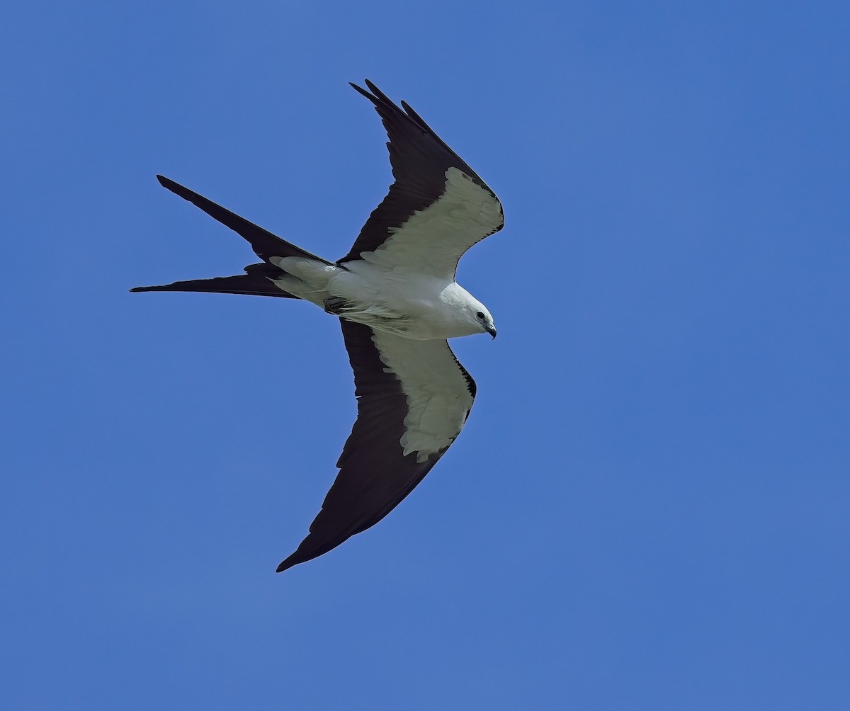 Swallow-tailed Kite - ML617480278