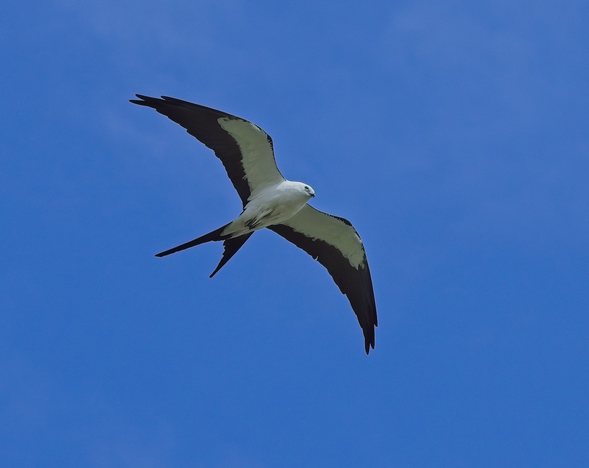 Swallow-tailed Kite - ML617480279