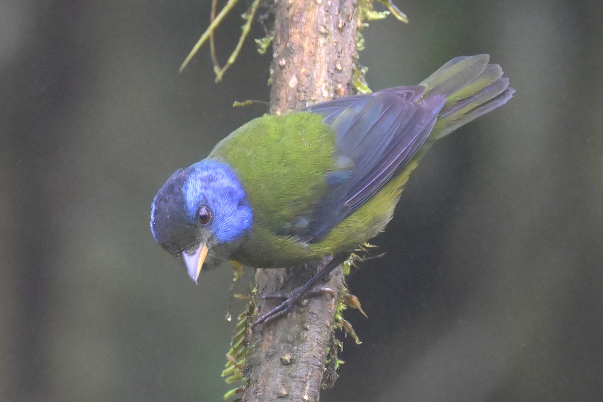 Moss-backed Tanager - ML617480315