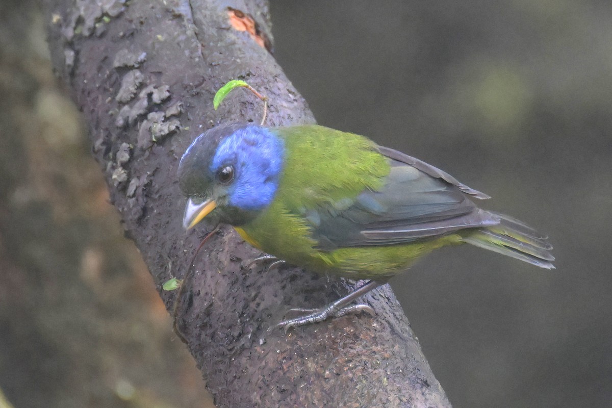 Moss-backed Tanager - ML617480316