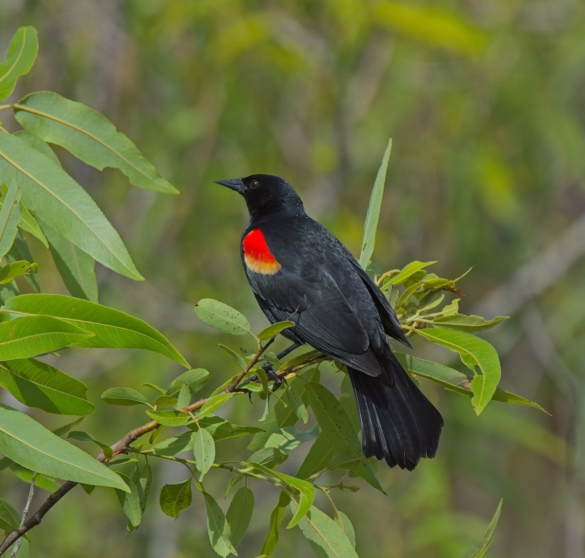Red-winged Blackbird - ML617480326