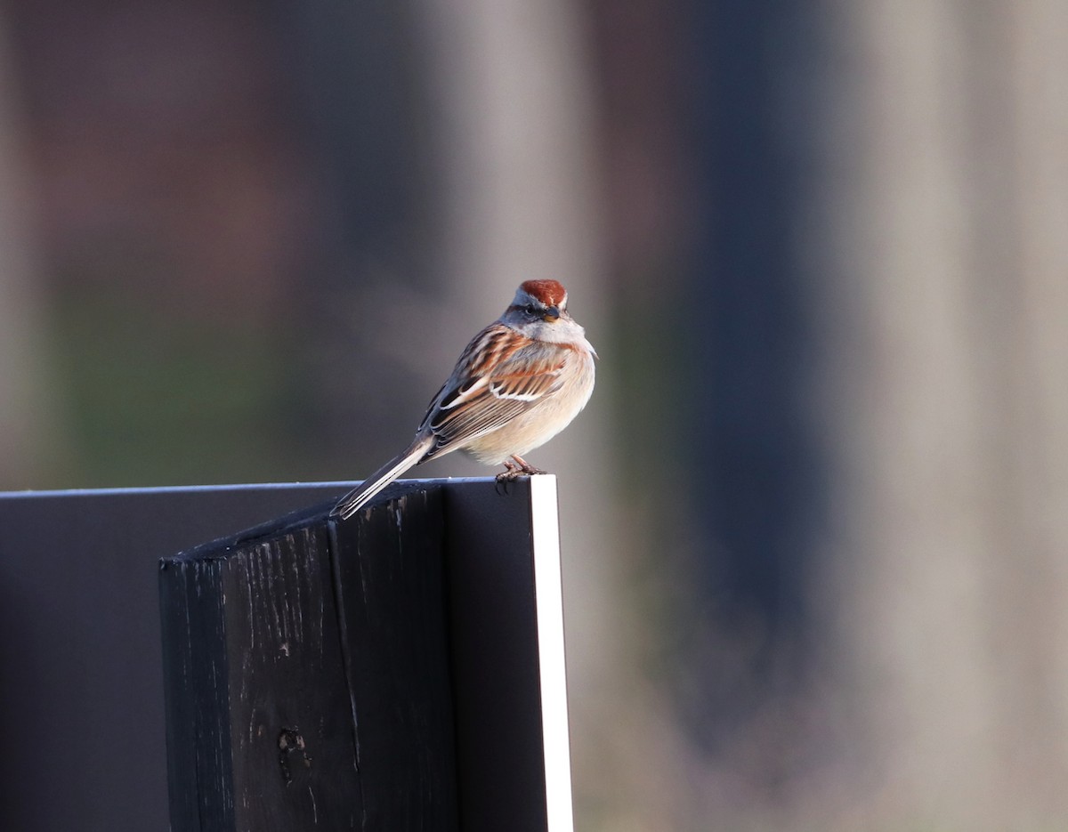 Chipping Sparrow - ML617480428