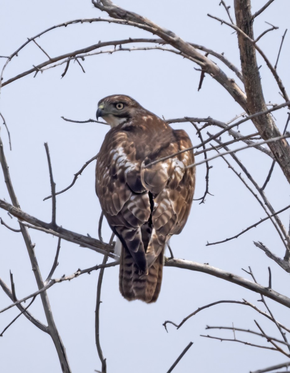 Red-tailed Hawk (borealis) - ML617480644