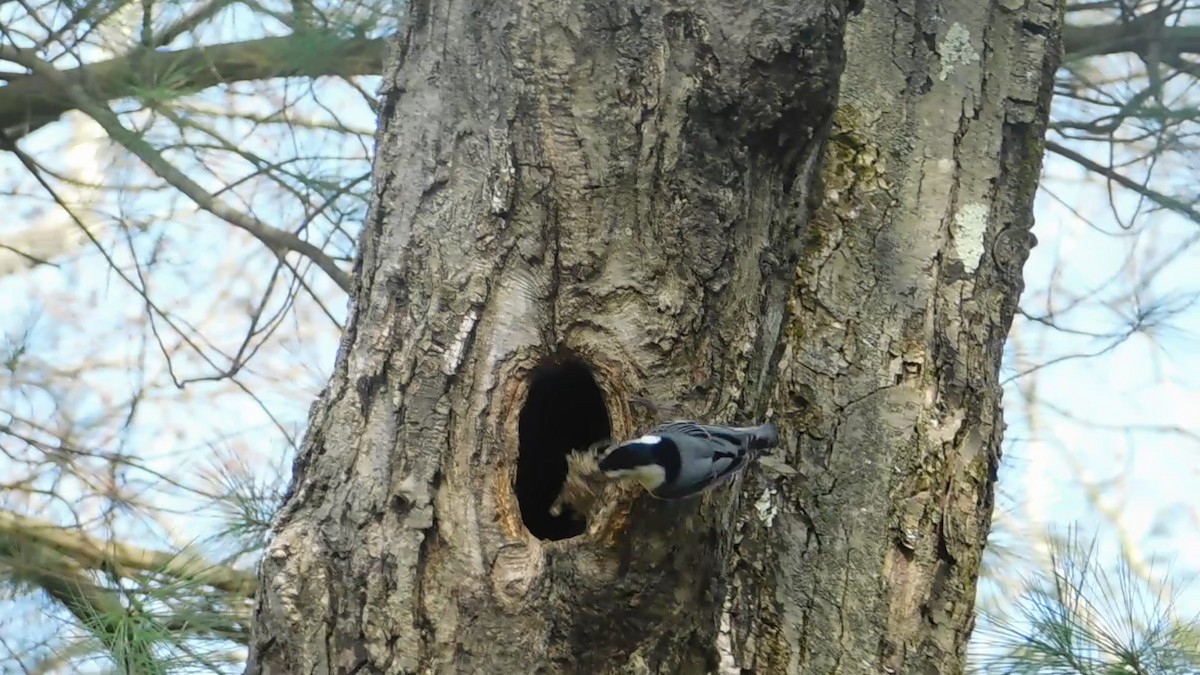 White-breasted Nuthatch - ML617480645
