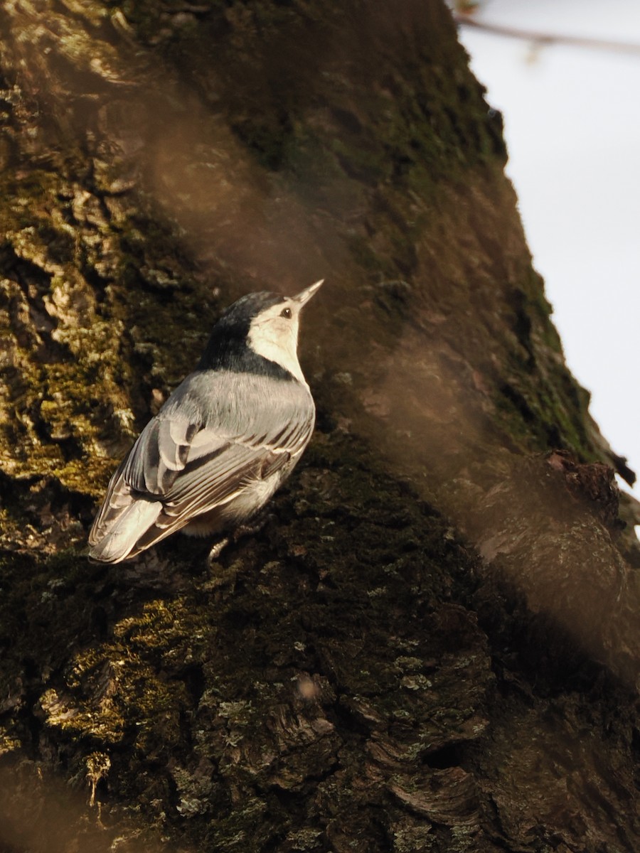 White-breasted Nuthatch - ML617480768