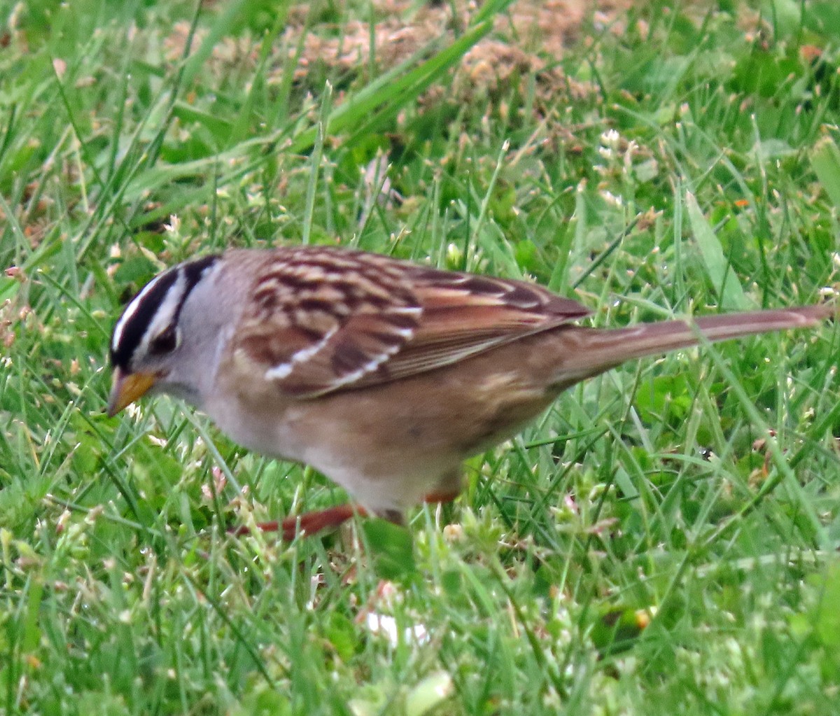 White-crowned Sparrow - ML617480800