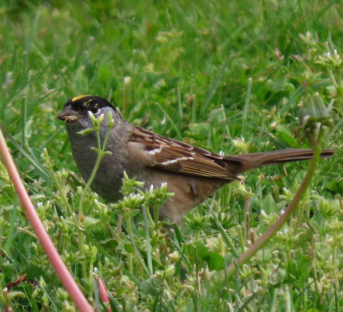 Golden-crowned Sparrow - Jim Scott