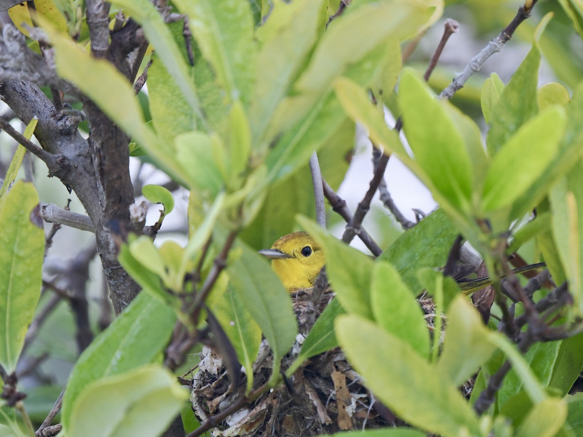 Yellow Warbler (Galapagos) - ML617480816