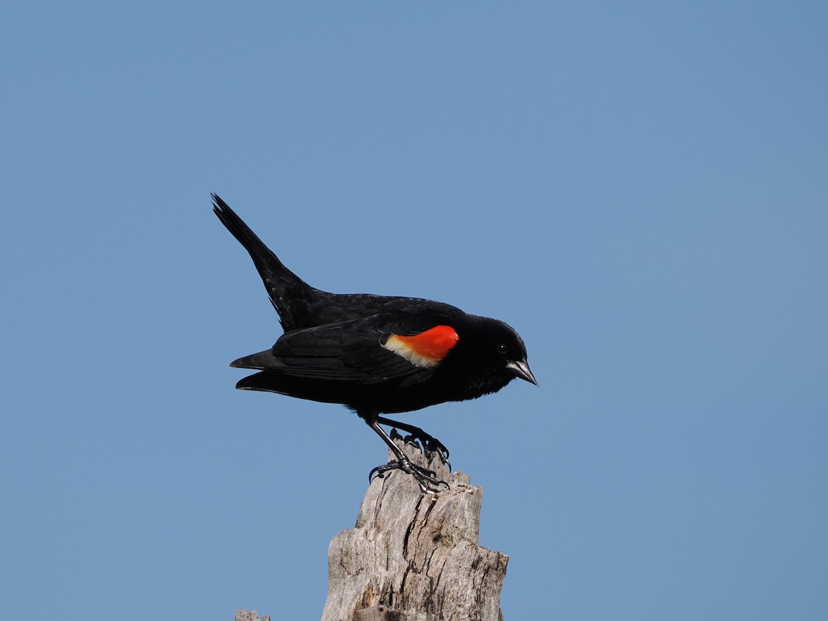 Red-winged Blackbird - ML617480860