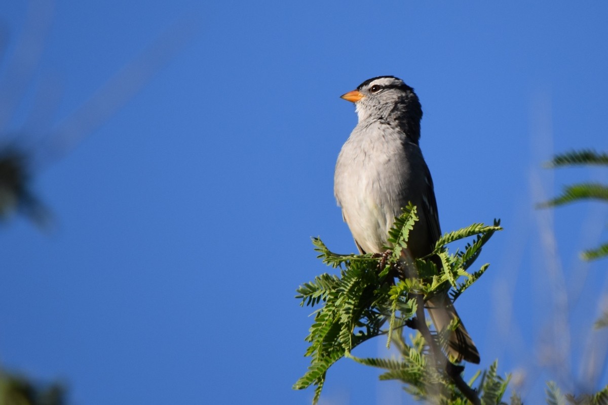 White-crowned Sparrow (Gambel's) - ML617480901