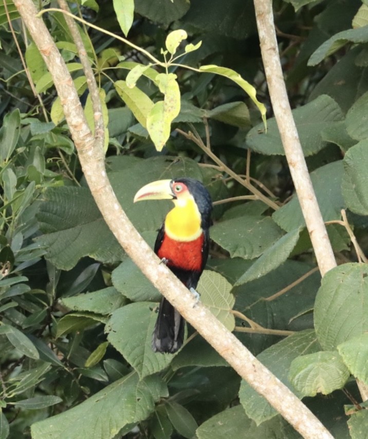 Red-breasted Toucan - ML617480948