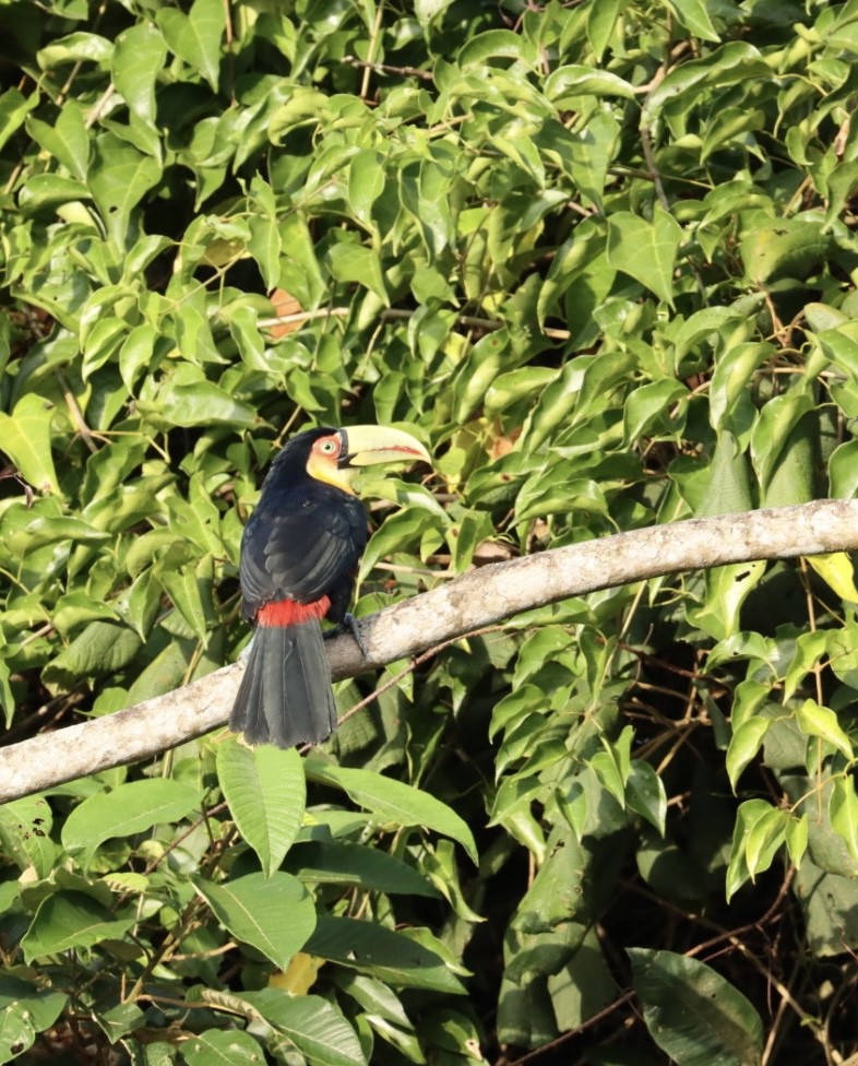 Red-breasted Toucan - ML617480949