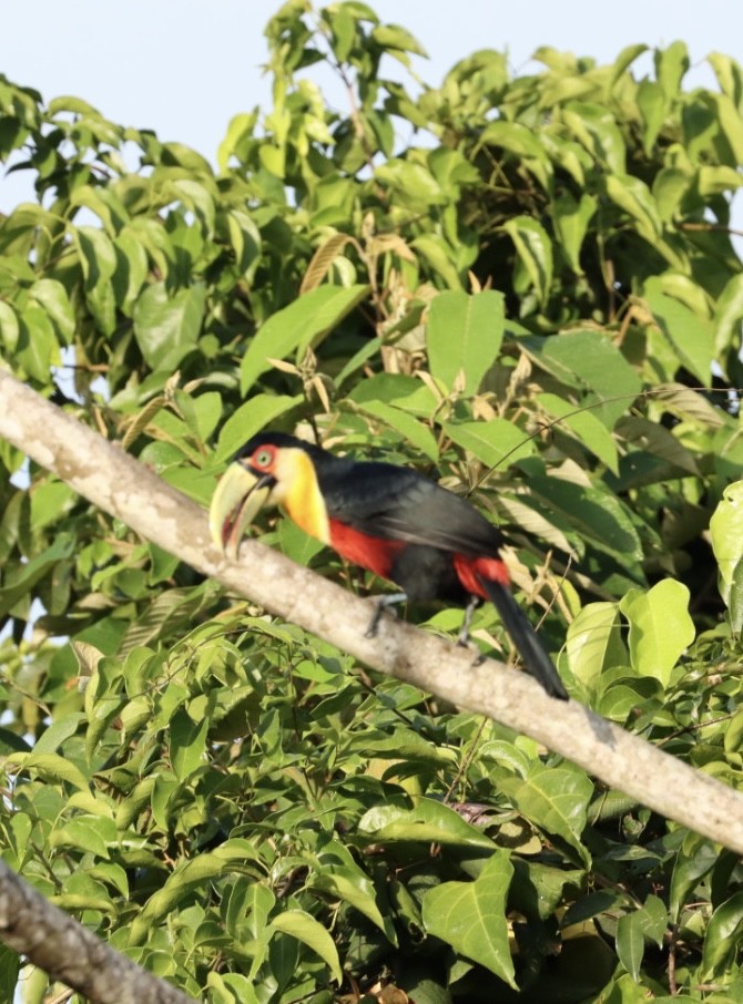 Red-breasted Toucan - ML617480950