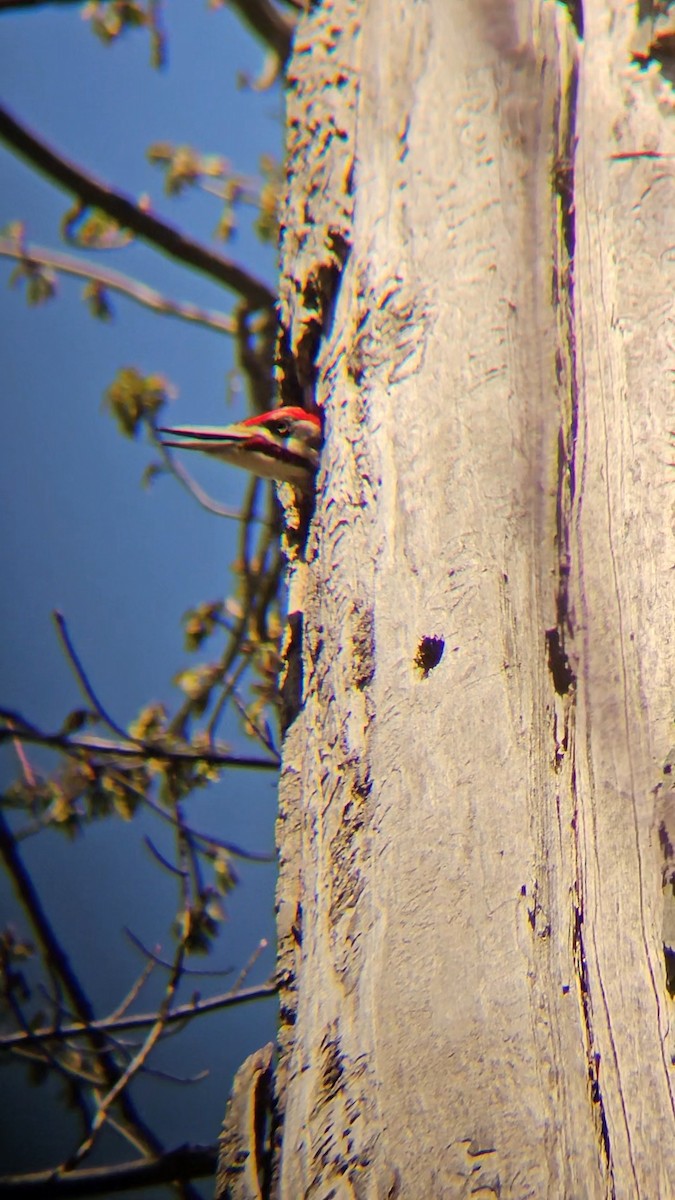 Pileated Woodpecker - ML617480957