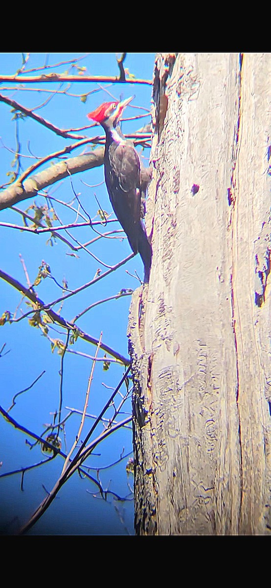 Pileated Woodpecker - ML617480959