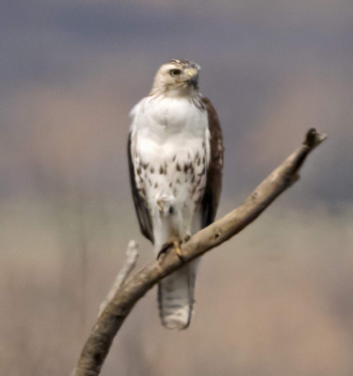 Red-tailed Hawk (borealis) - ML617480962