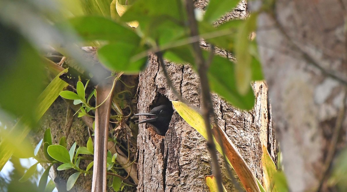 Guadeloupe Woodpecker - Sharon Lynn