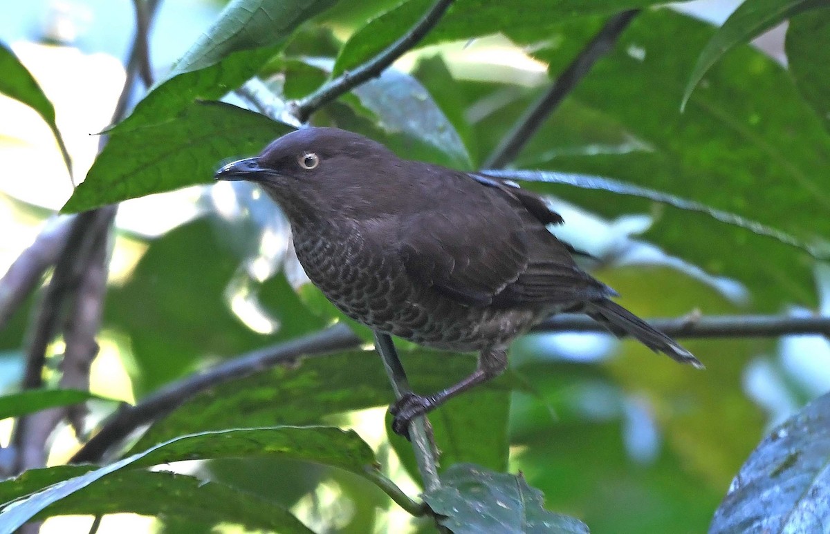 Scaly-breasted Thrasher - ML617481118