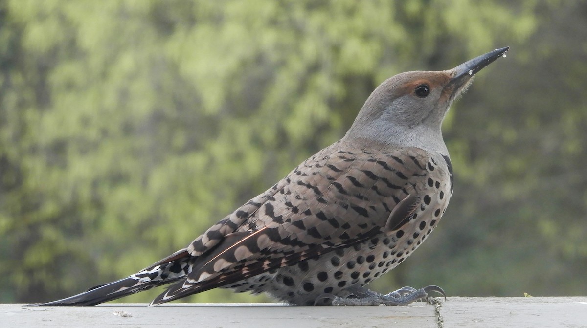 Northern Flicker (Red-shafted) - Peter Zika