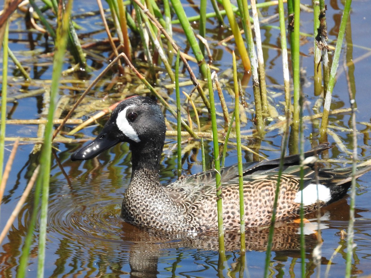 Blue-winged Teal - ML617481185