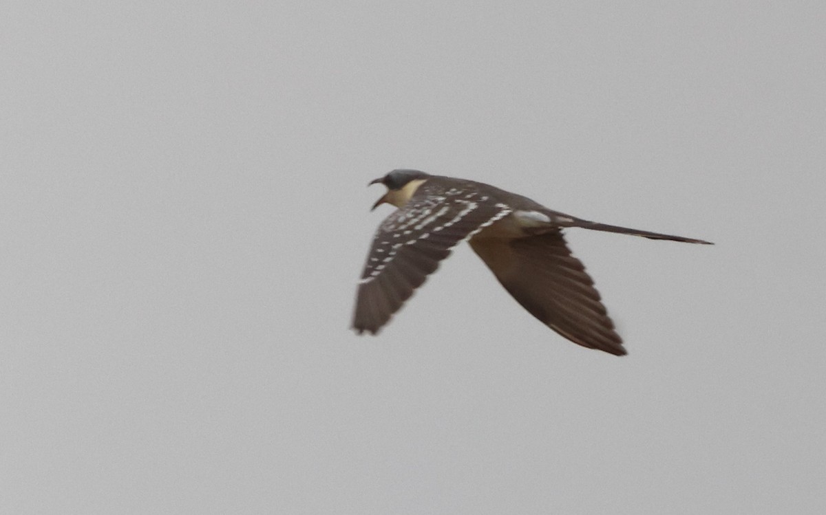Great Spotted Cuckoo - ML617481257