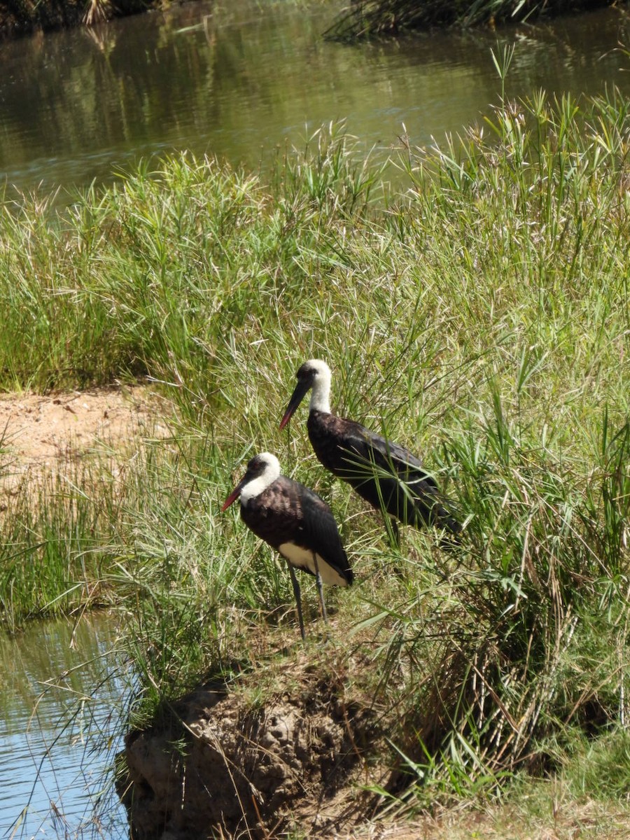 African Woolly-necked Stork - ML617481380