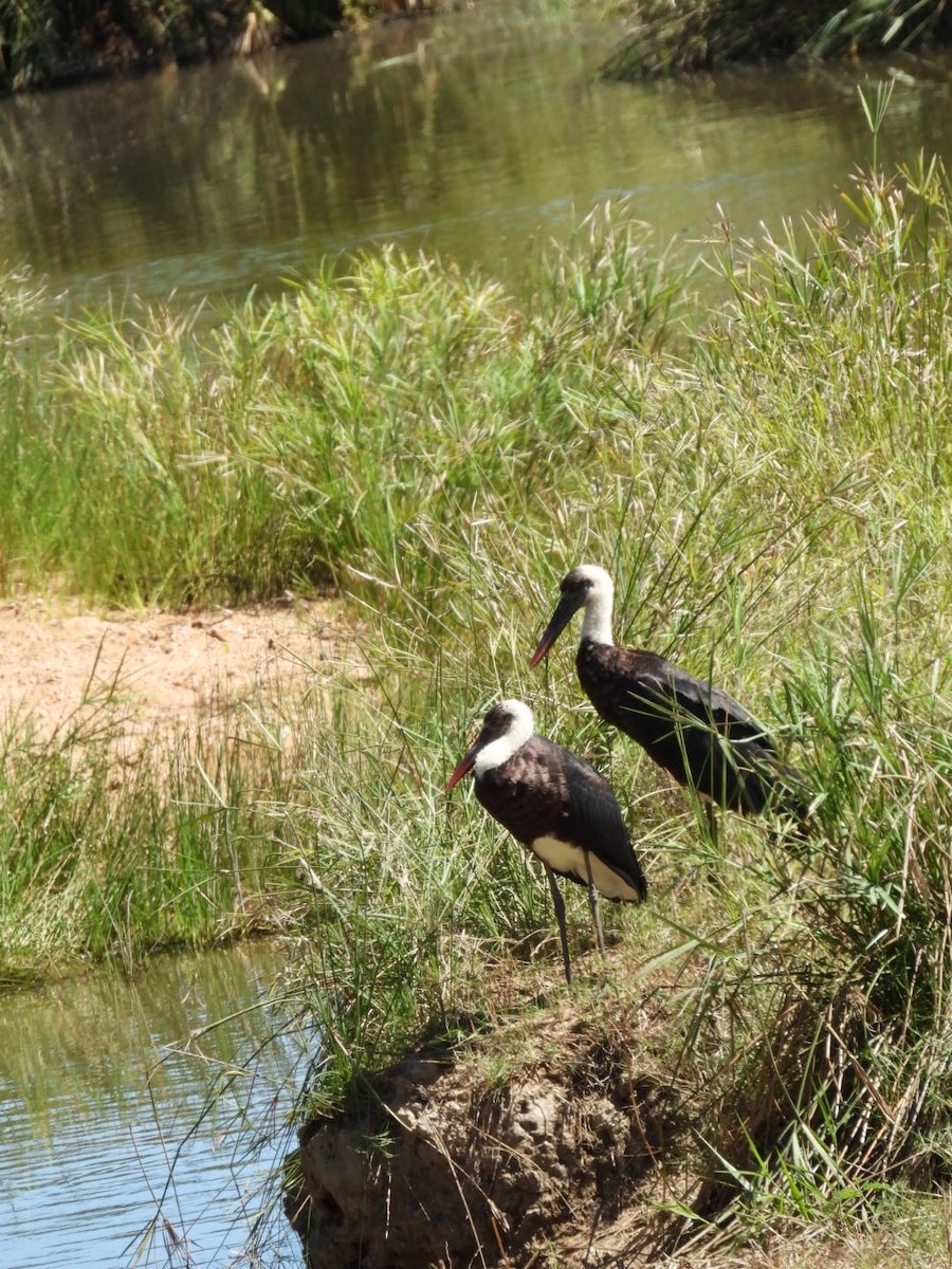 African Woolly-necked Stork - ML617481381
