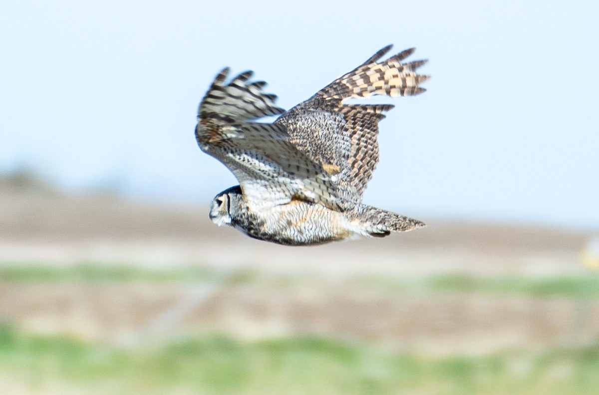 Great Horned Owl - ML617481385