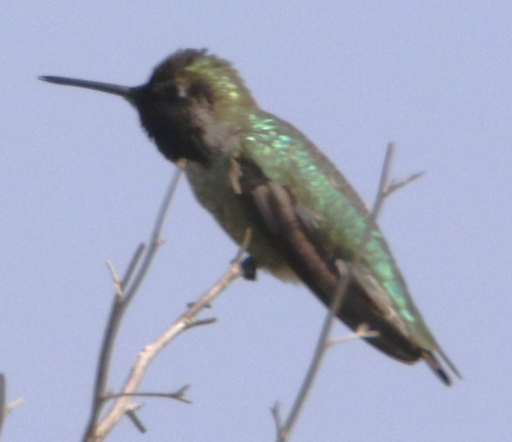 Anna's Hummingbird - ML617481489