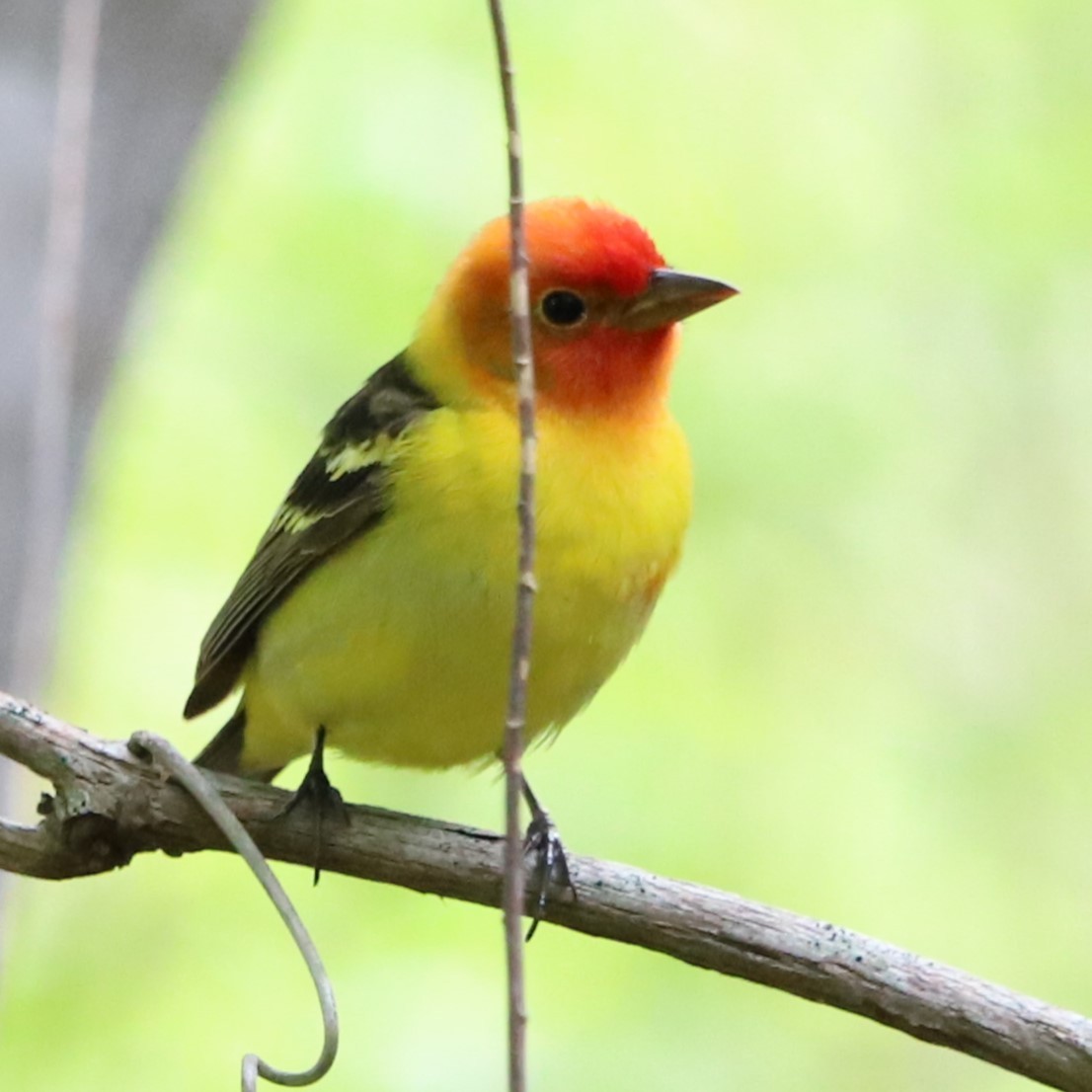 Western Tanager - ML617481568