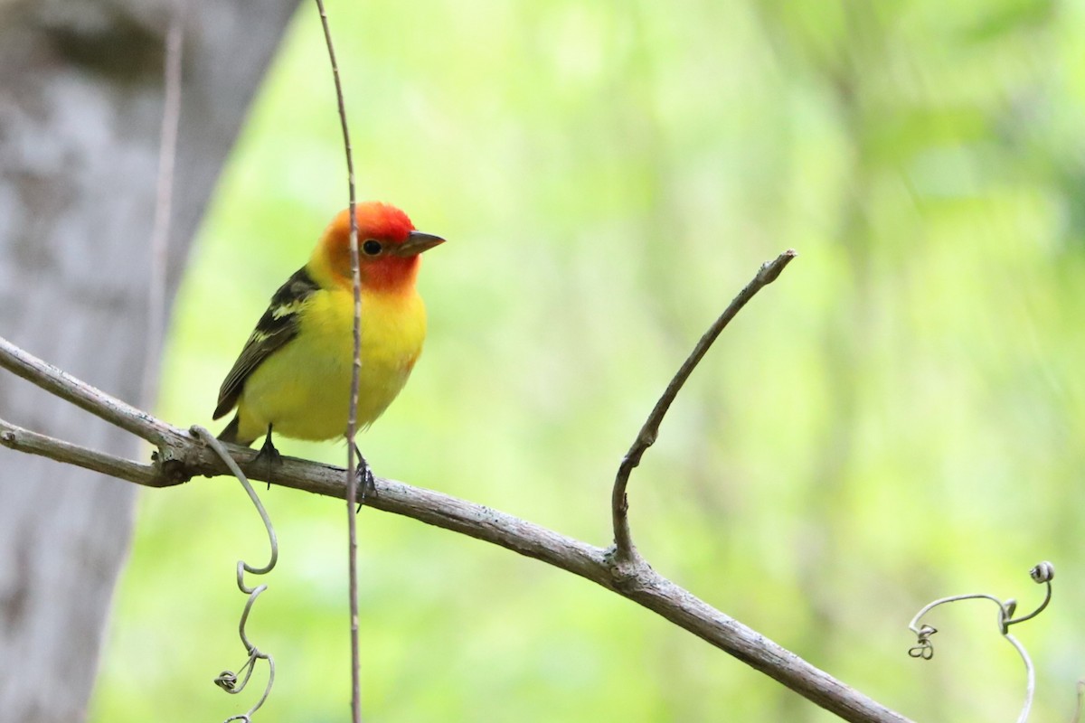 Western Tanager - ML617481569