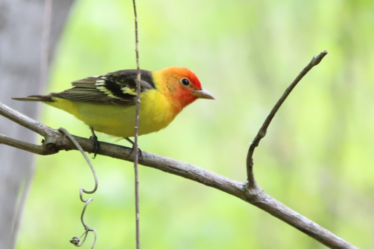 Western Tanager - Judson Lassiter
