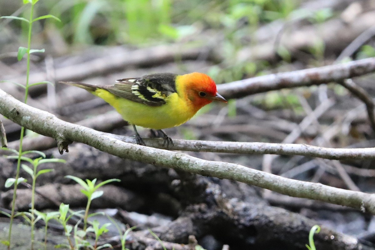 Western Tanager - Judson Lassiter