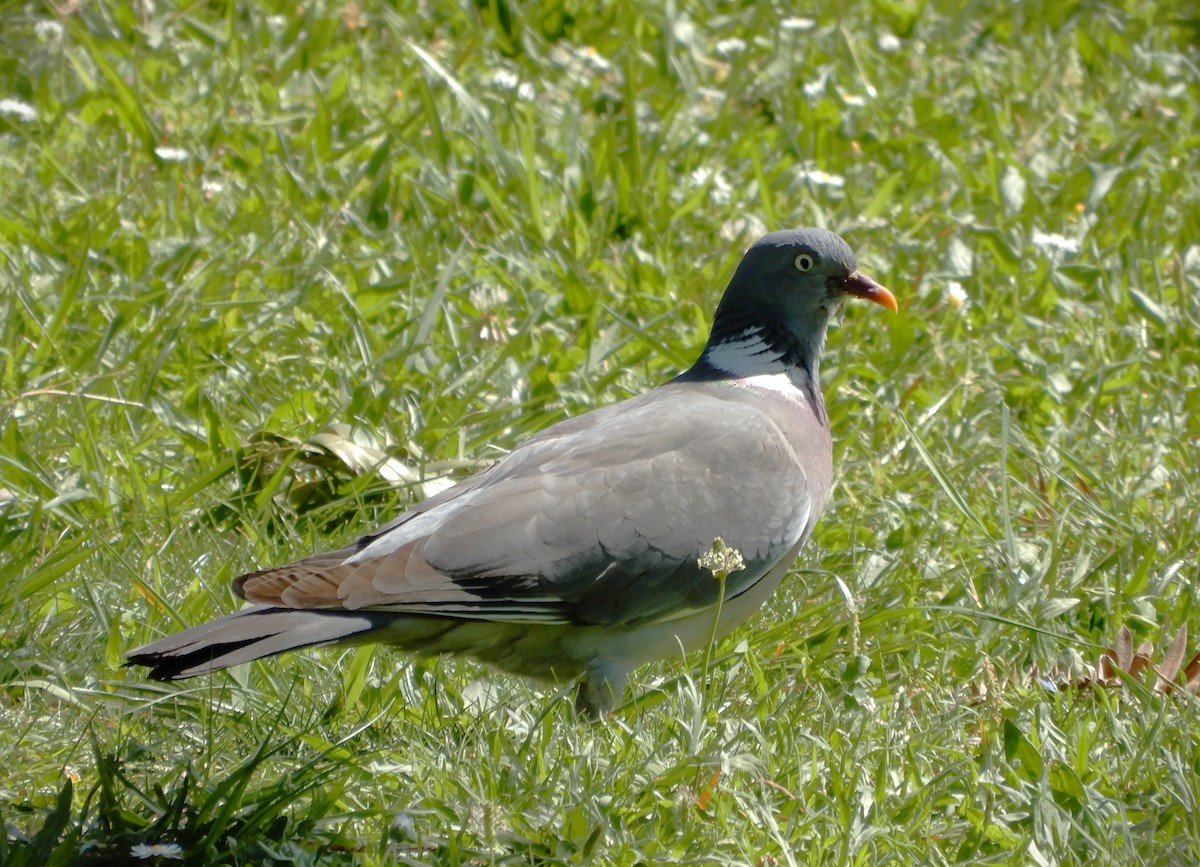 Common Wood-Pigeon - ML617481576
