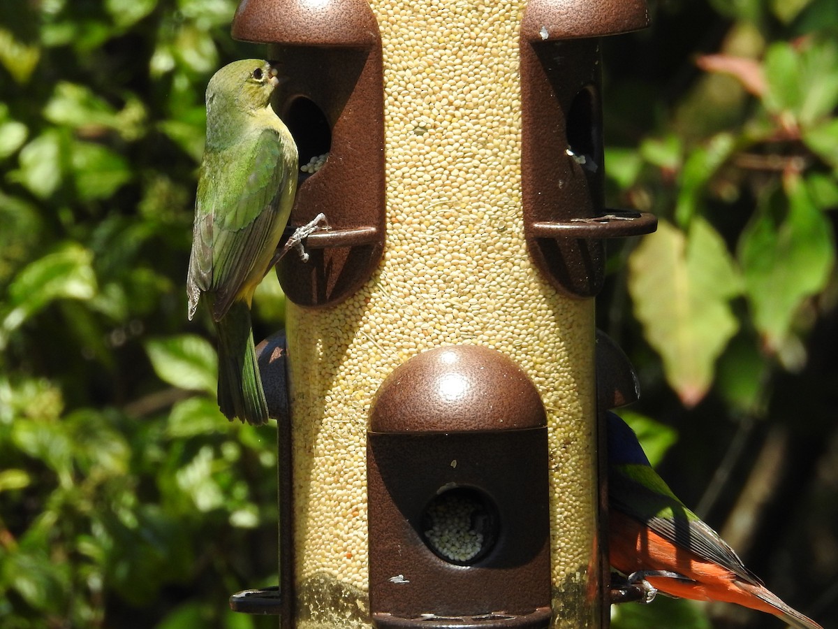 Painted Bunting - ML617481581