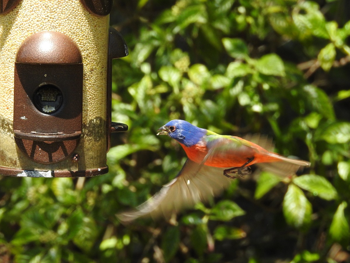 Painted Bunting - ML617481582