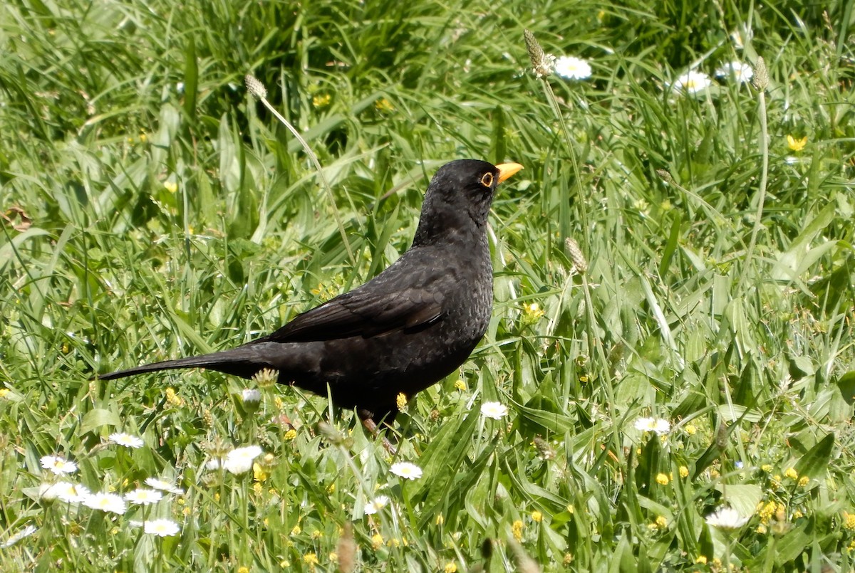 Eurasian Blackbird - ML617481654
