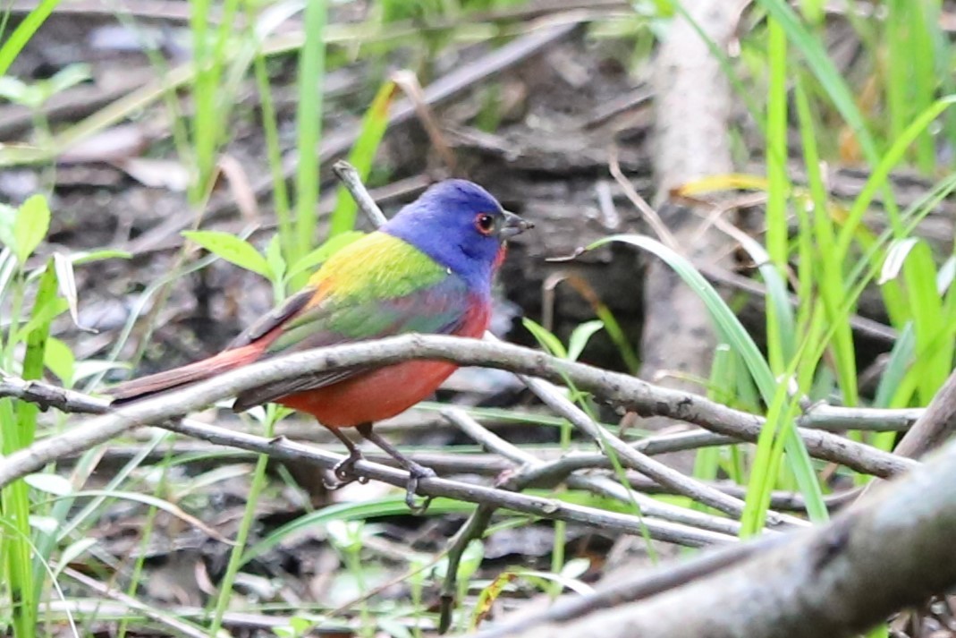 Painted Bunting - ML617481688